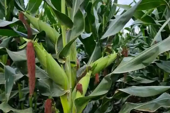 Young maize plants with cobs forming.