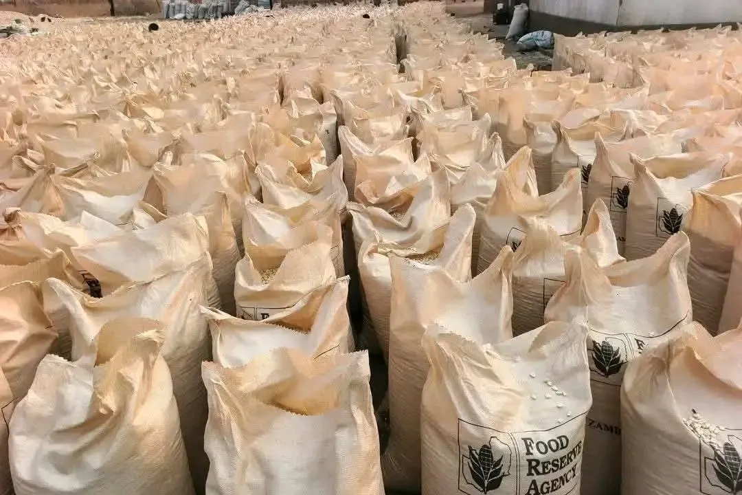 Rows of open sacks of maize. The sacks carry a third party name; owner has approved showing this photo.