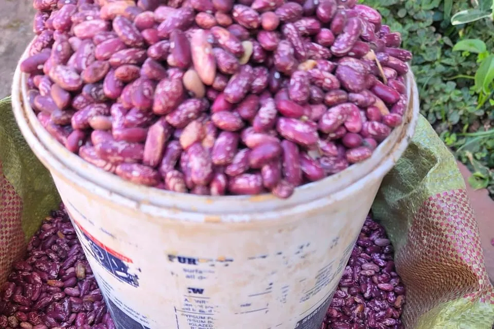 Red kidney beans heaped in a bucket standing in an open sack of the same beans.