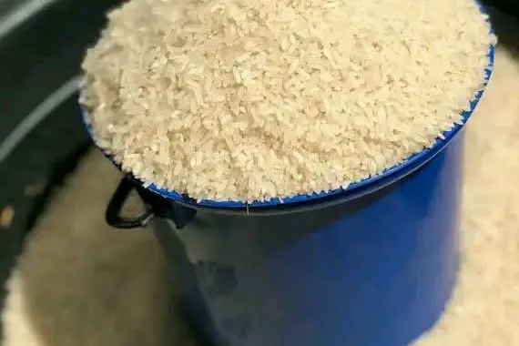Rice heaped in a blue bucket standing in a larger container of rice.