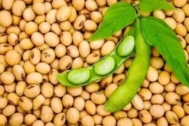 Soya beans with an open green pod and leaves. Looks like a stock image; confirm it is yours.