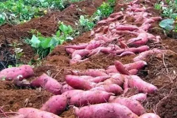 Sweet potatoes lying on red soil.